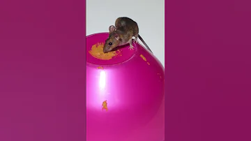 Rat Mouse Sounds For Cats Video For Cats To Watch 