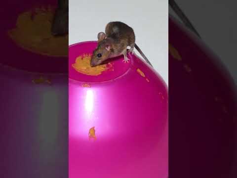 Rat / Mouse