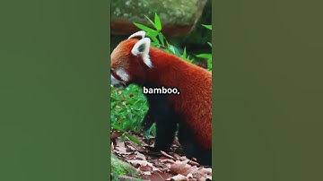 Amazing Facts About Red Pandas!