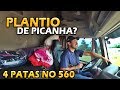 CHEGAMOS NO JUINA, PLANTIO DE PICANHA?