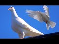 Голуби играют аж дух захватывает от треска. Pigeons play breathtaking from the cod.