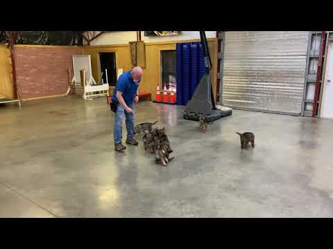 Early Evaluations W/German Shepherd Puppies "S" Litter von Prufenpuden Bloodlines "WoWzA" 6 Wks Old