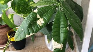 sympathy peace lily Classic Peace Lily Plant main image 0