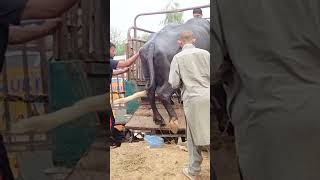 Interesting Animal Shot