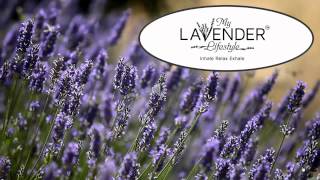 Lavender Income Lavender Income