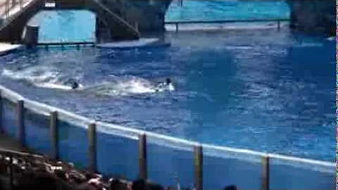 Killer whale kills trainer at Orlando's Sea World:...