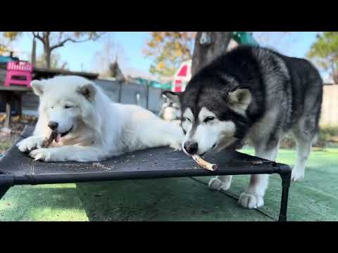 Sneaky Husky Steals Malamutes' Treasured Bones And Hoards Them! #husky #alaskanmalamute