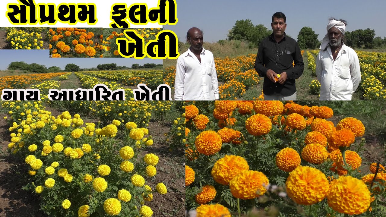 વિંછીયા તાલુકાના ઓરી ગામમાં સૌપ્રથમ વખત  ફૂલની ખેતી // #ori , vinchhiya // gay adharit kheti