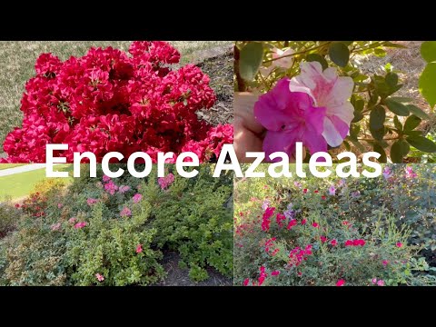 Encore Azaleas My Experience