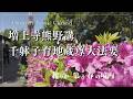 祈りが集う春の境内|増上寺 千躰子育地蔵尊大法要【Zojoji Temple Sentai Kosodate Jizo Memorial Service 2026】