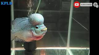 Ikan Louhan,Kumpulan Beberapa Vidio Dari Group WA Team KPLB #30