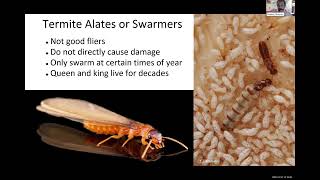Dr. Thomas Chouvenc Presents Termite Identification for the NATS Working Group Webinar