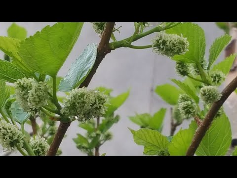 Video: Fruit Drop In Mulberry Trees - Fixing Ripe and Premature Fruit Drop Of Mulberries