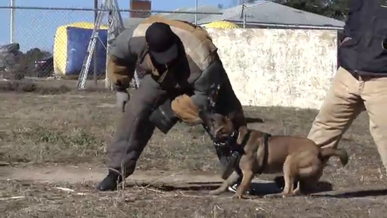 "World Class K-9" just another day