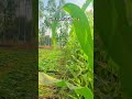 लग न जाये धूप तुझे 🌾👩🏻‍🌾। #farmer #farming #khetibadi #viral #shorts