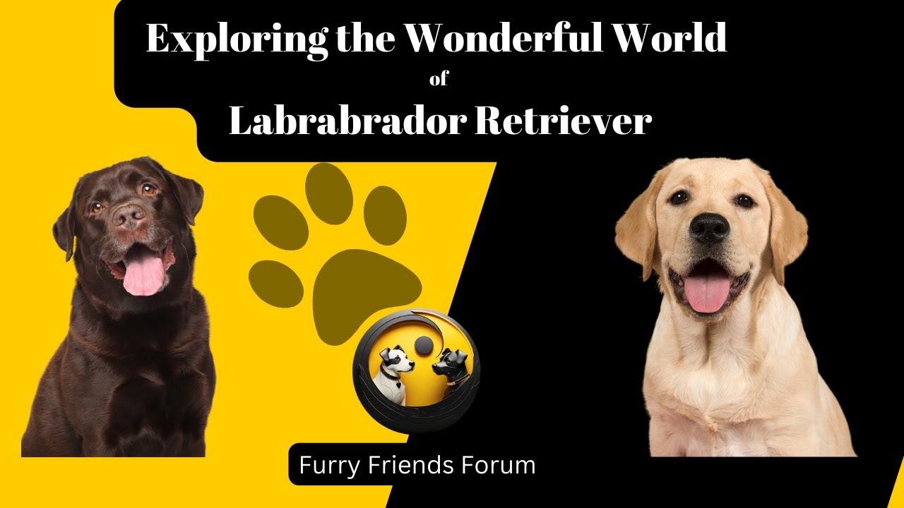 Exploring the Wonderful World of Labrador Retrievers 