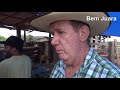 Boiada da Fazenda Ello atravessando a ponte do Rio Arinos  em Juara MT