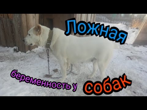 Ложная беременность у собак!