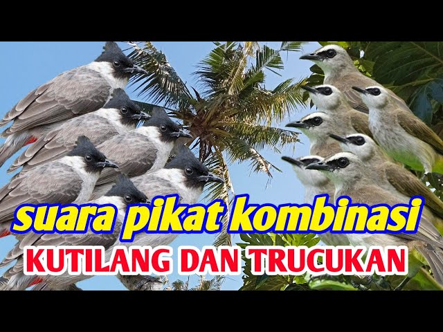 suara pikat kombinasi burung kutilang dan Trucukan di jamin ampuh✅✅✅ class=