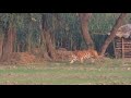 /खुलेआम गाँव तक पहुंचा बाघ/ गाँव मे दहशत।