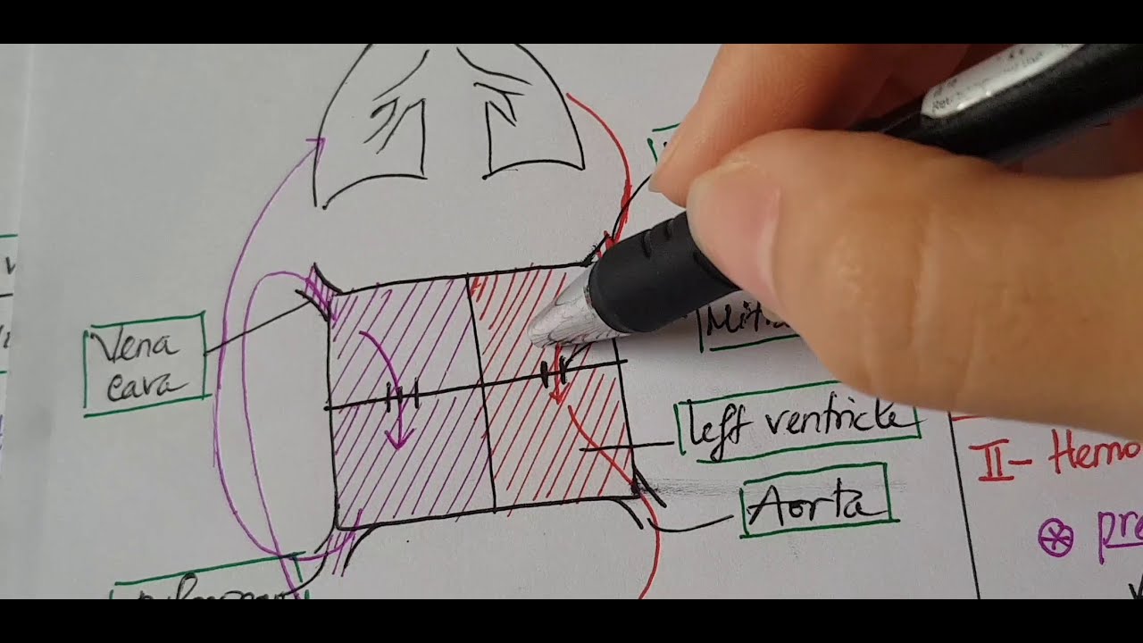 Sinh lý tim mạch 1 - Vòng tuần hoàn, chu chuyển tim