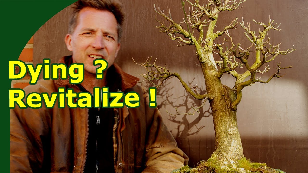 Recovering weak bonsai