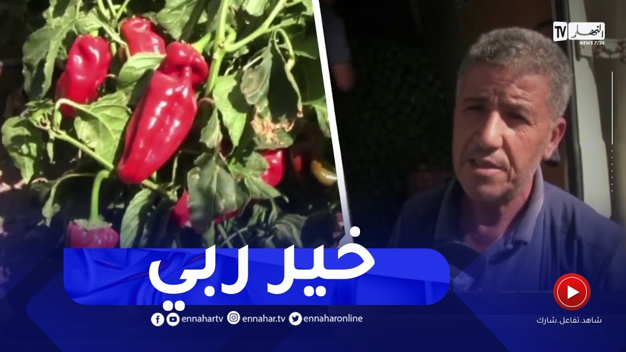 سعيدة  / سيدي مبارك ببلدية عين الحجر .. قبلة التجار لاقتناء الفلفل بأنواعه