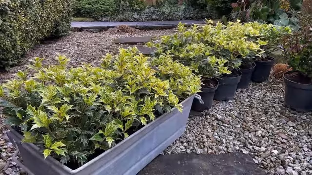 Nowe rośliny w ogrodzie w lutym 