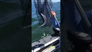 #kingsalmon #fishingboat #fish #fishingship #westcoastfishing