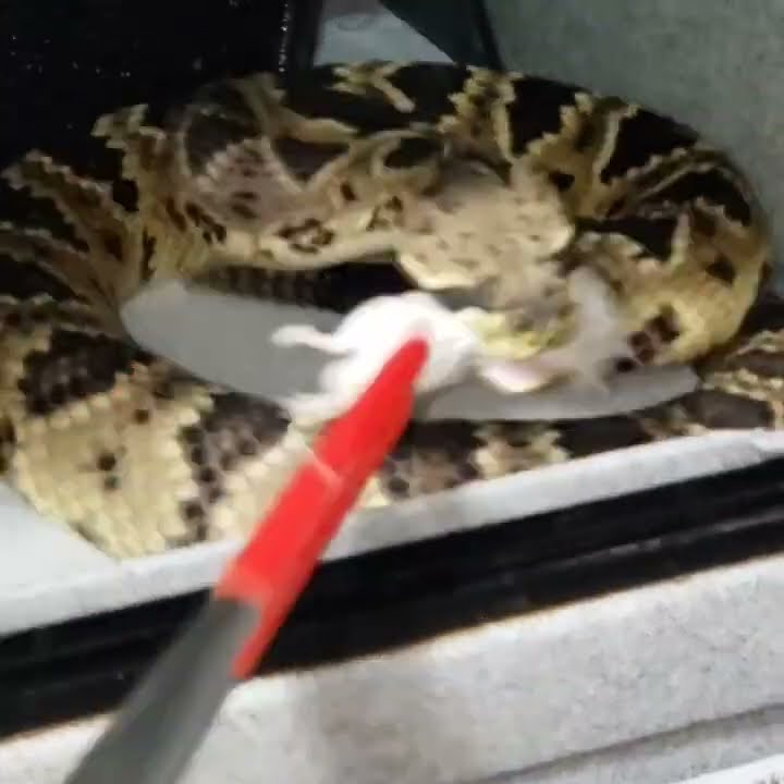 Batwing hybrid Eastern Diamondback x timber Rattlesnake #love #fyp # ...