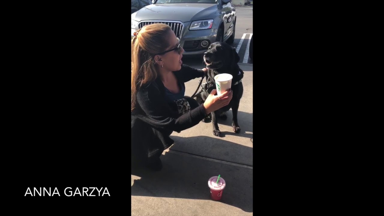 Starbucks Hidden Menu for dogs!!  A big NO, No For guide dogs!  