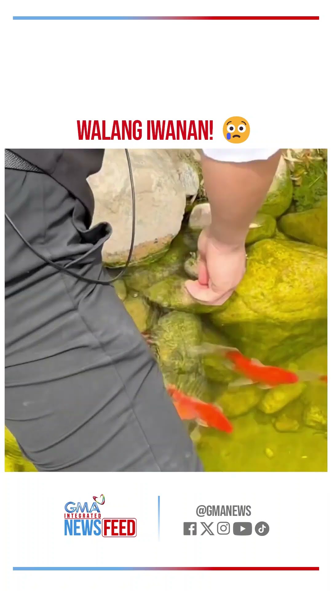 Isdang nagkukumpulan, nagbabayanihan pala! | GMA Integrated Newsfeed