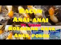 MUSNAH ANAI-ANAI MENGGUNAKAN RACUN (REGENT 80WG) PART 1