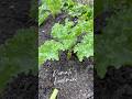 Pengaman tanaman kale di musim hujan #garden #caramerawattanaman