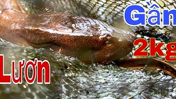 Tức Muốn Rung Người! Sẩy Lươn Gần 2KG – Bù Lại Rắn Cá Khổng Lồ!