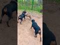 Rottweiler stops Presa Canario from being too aggressive