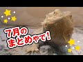 【7月のまとめ】フトアゴヒゲトカゲ☆おちょこさんの生活 Beardeddragon