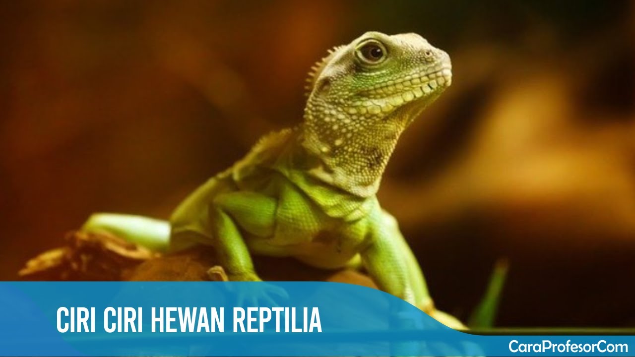 Ciri Ciri Hewan Reptilia YouTube