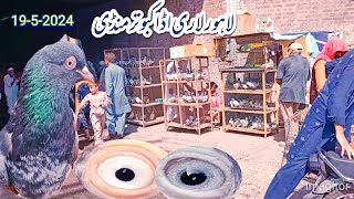 Lahore lari ada kaboter mandi || Aaj to sale lag gye || Faheem pegions vlogs