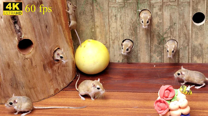 Cat TV Fun: Watch Cats Play Hide & Seek with Mice | Mouse Video for Cats to Watch 4K 60fps