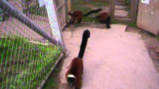 Funny Lemur No Sound