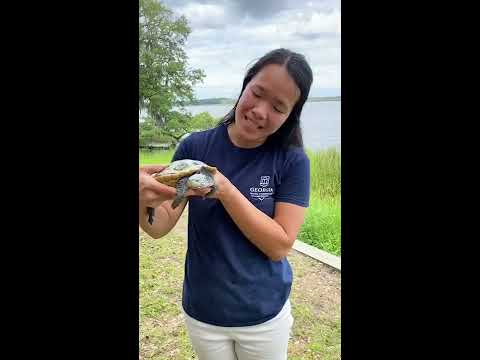 Ready, Set, Reptiles: Episode 3 - Diamondback Terrapin