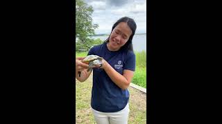 Ready, Set, Reptiles: Episode 3 - Diamondback Terrapin