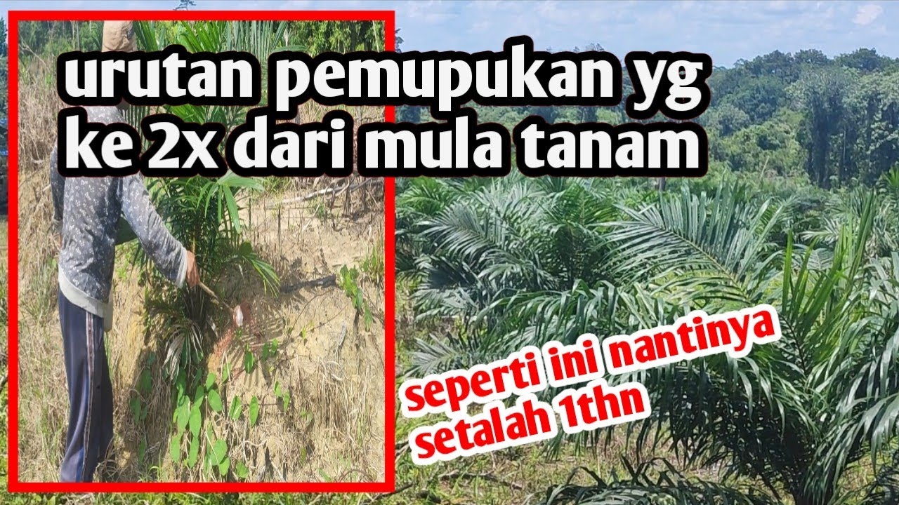 удобрение и вторая последовательность — через 6 месяцев после посадки #удобрениепальмовогомасла