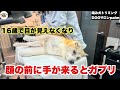 【初来店】目が見えなくなり噛み付くようになったミックス犬
