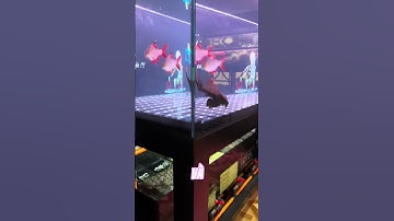 Hệ thống lọc cho cá rồng như thế nào là ổn #aquagold #cacanhthuysinh #phukiencacanh #longkhanh