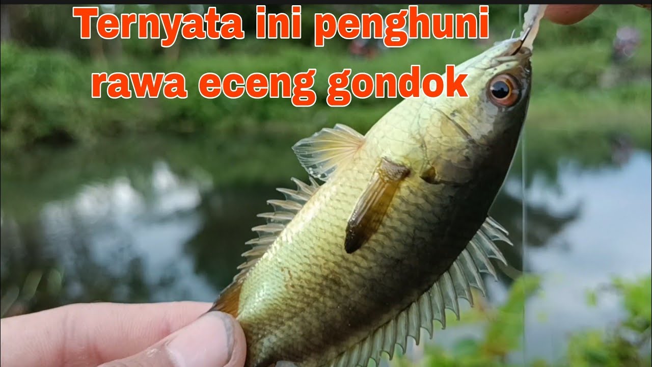 MANCING IKAN DI RAWA ECENG!!MEMANG HARU SABAR #rameinyuk # ...