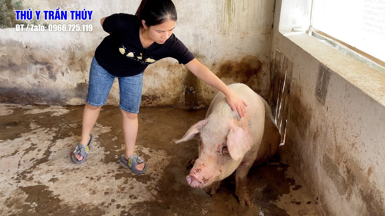 Cách chữa lợn nái sốt cao, bỏ ăn bằng Gluco-KC kết hợp truyền nước | Thú y Trần Thúy