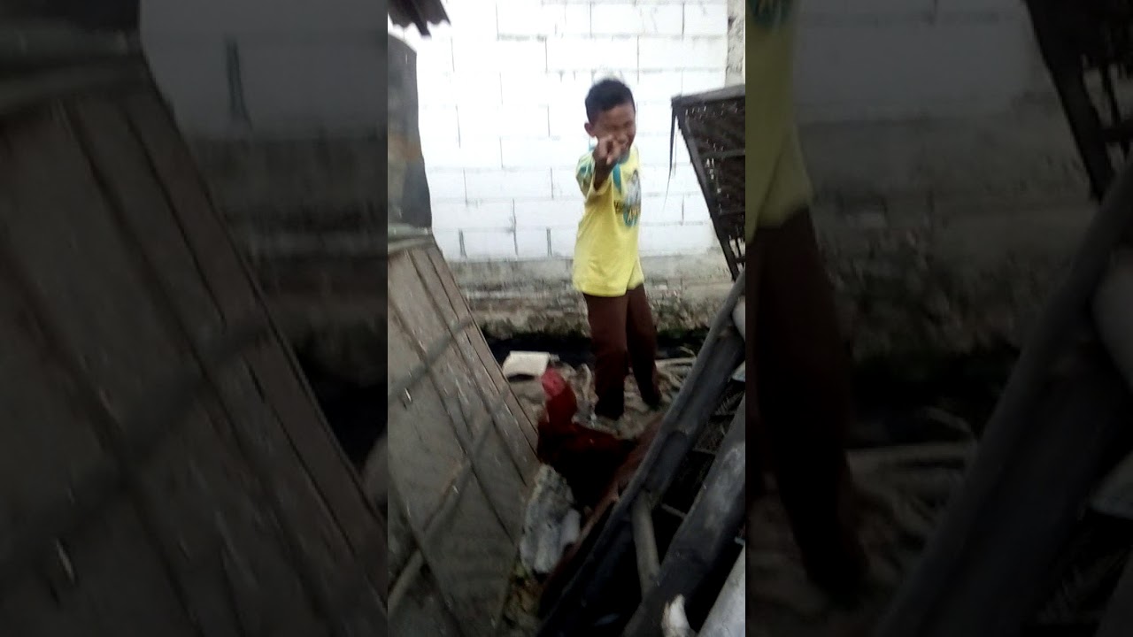 Ngakak anak ini gak bisa nangkap hewan ternak - YouTube