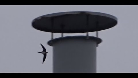 Alpine swift in the Netherlands - Alpengierzwaluw